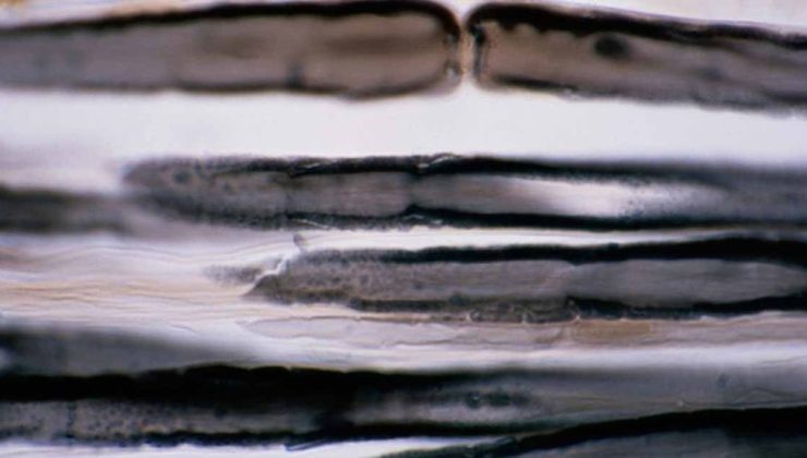 Elinde olan köşeyi döndü, 1 gramıyla lüks daire alınıyor: İşte dünyanın en pahalı metali