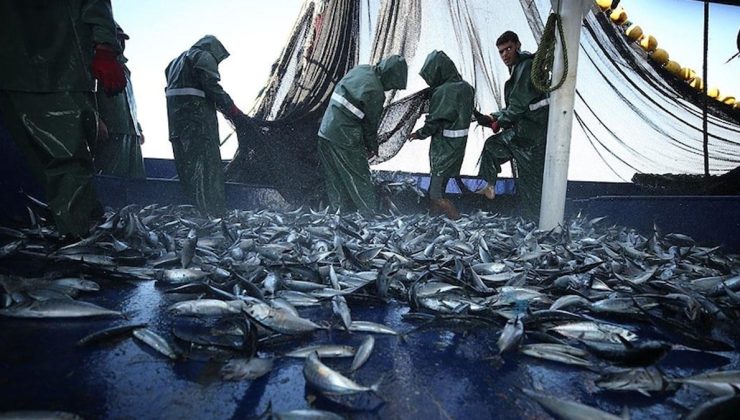Hamsinin saltanatı bitti: Sofralarda en çok o balık yendi! Sadece 1 ayda tam 1928 ton satıldı