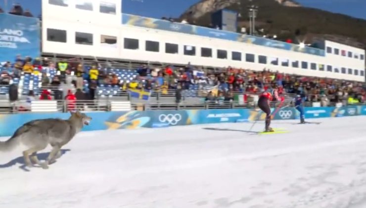 Kış Olimpiyatları’nda skandal! Yarış sırasında piste kurt girdi