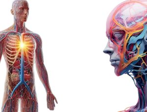 Vücutaki yağın ne kadar olduğu değil nerede depolandığı önemli